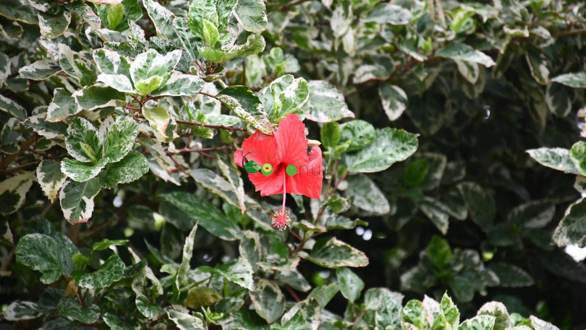 O Logis Du Morne Jacob "Coco", Le Morne-Rouge Martinique Lägenhet Exteriör bild